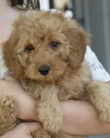 Muffin, a female Cavapoo and Goldendoodle for sale in Saint Marys, KS – 2 of 7