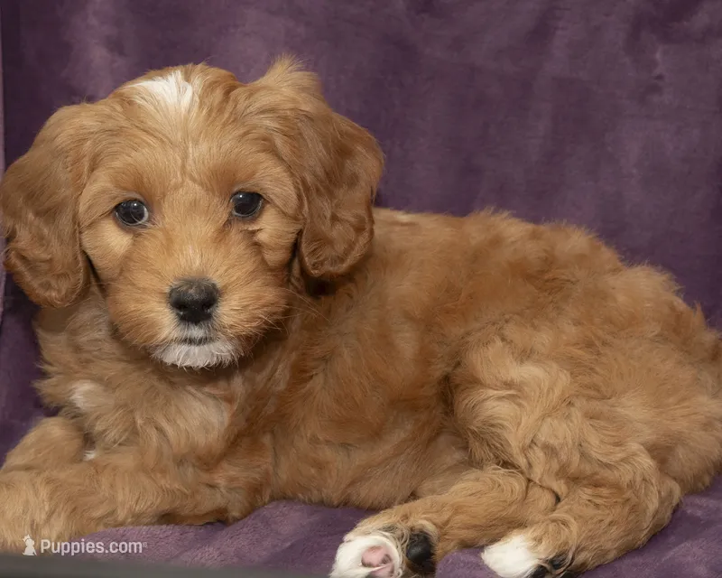 Heidi – Cavapoo, Goldendoodle puppy for sale in Saint Marys, KS