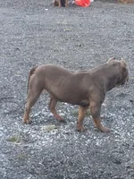 Diamond , a female American Bully for sale in Hollister, CA – Photo 2 of 3