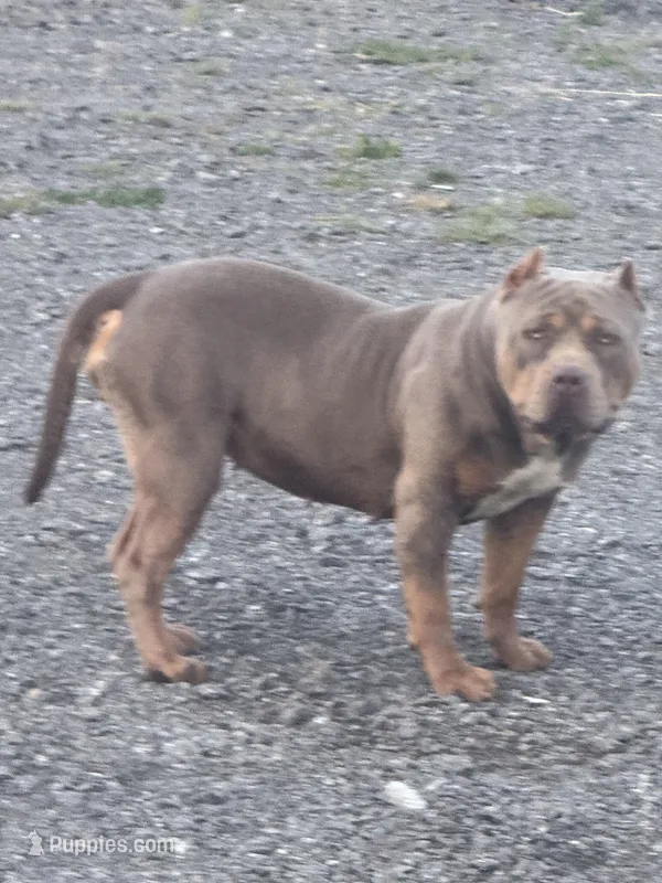 Diamond  – American Bully puppy for sale in Hollister, CA