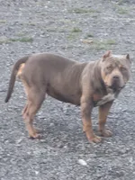 Diamond , a female American Bully for sale in Hollister, CA – Photo 1 of 3