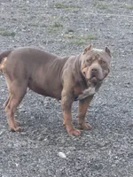 Diamond , a female American Bully for sale in Hollister, CA – Photo 3 of 3