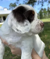 Eowyn, a female English Cocker Spaniel for sale in Monticello, FL – Photo 2 of 4