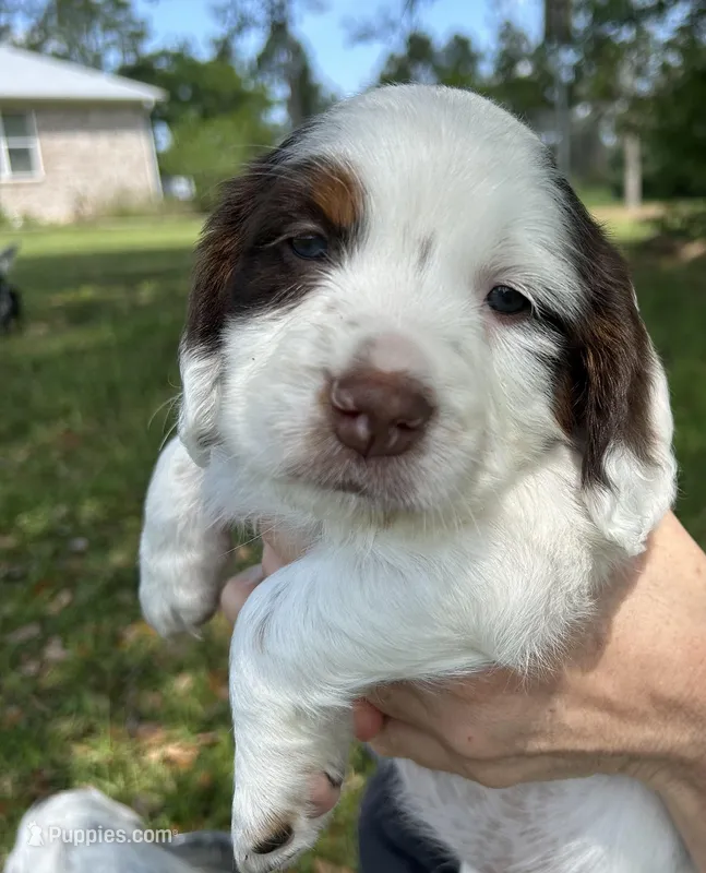 Eowyn – English Cocker Spaniel puppy for sale in Monticello, FL