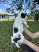 Eowyn, a female English Cocker Spaniel for sale in Monticello, FL – Photo 3 of 4