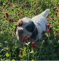 Pippin, a male English Cocker Spaniel for sale in Monticello, FL – Photo 2 of 6