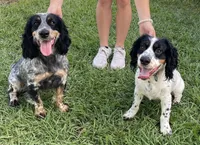 Pippin, a male English Cocker Spaniel for sale in Monticello, FL – Photo 6 of 6