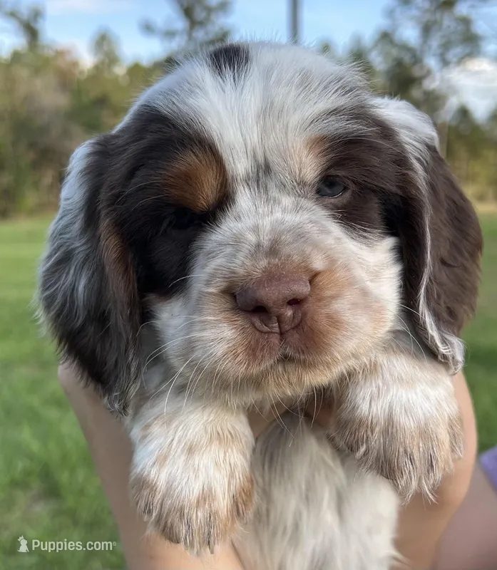 Pippin – English Cocker Spaniel puppy for sale in Monticello, FL