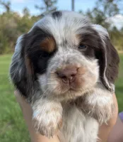 Pippin, a male English Cocker Spaniel for sale in Monticello, FL – Photo 1 of 6