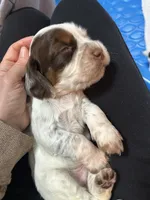 Pippin, a male English Cocker Spaniel for sale in Monticello, FL – Photo 5 of 6