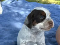 Pippin, a male English Cocker Spaniel for sale in Monticello, FL – Photo 3 of 6