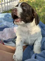 Gimli, a male English Cocker Spaniel for sale in Monticello, FL – Photo 2 of 5