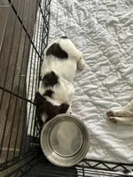 Gimli, a male English Cocker Spaniel for sale in Monticello, FL – Photo 4 of 5