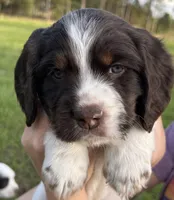 Gimli, a male English Cocker Spaniel for sale in Monticello, FL – Photo 1 of 5