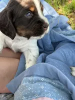 Gimli, a male English Cocker Spaniel for sale in Monticello, FL – Photo 3 of 5