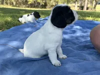 Aragorn, a male English Cocker Spaniel for sale in Monticello, FL – Photo 3 of 5
