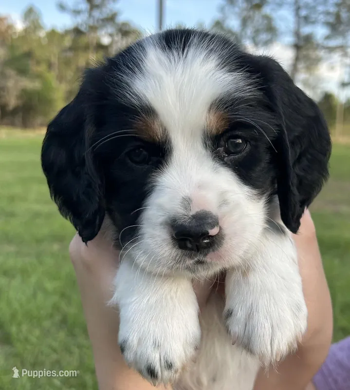 Aragorn – English Cocker Spaniel puppy for sale in Monticello, FL