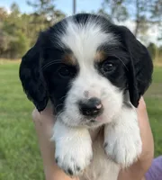 Aragorn, a male English Cocker Spaniel for sale in Monticello, FL – Photo 1 of 5
