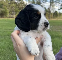 Aragorn, a male English Cocker Spaniel for sale in Monticello, FL – Photo 2 of 5
