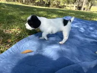 Aragorn, a male English Cocker Spaniel for sale in Monticello, FL – Photo 4 of 5