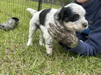 Poppy, a female English Cocker Spaniel for sale in Monticello, FL – Photo 2 of 3