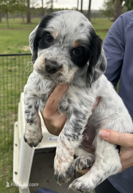 Poppy – English Cocker Spaniel puppy for sale in Monticello, FL