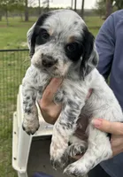 Poppy, a female English Cocker Spaniel for sale in Monticello, FL – Photo 1 of 3