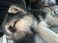 MAX, a male German Shepherd Dog and Siberian Husky for sale in Dallas, TX – 2 of 3