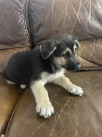 MAX, a male German Shepherd Dog and Siberian Husky for sale in Dallas, TX – 3 of 3