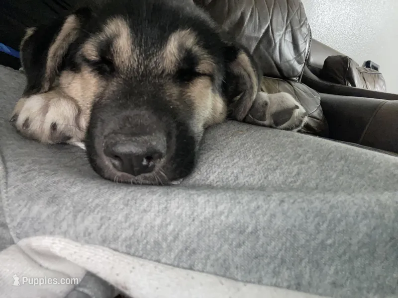 MAX – German Shepherd Dog, Siberian Husky puppy for sale in Dallas, TX