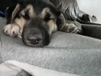 MAX, a male German Shepherd Dog and Siberian Husky for sale in Dallas, TX – 1 of 3