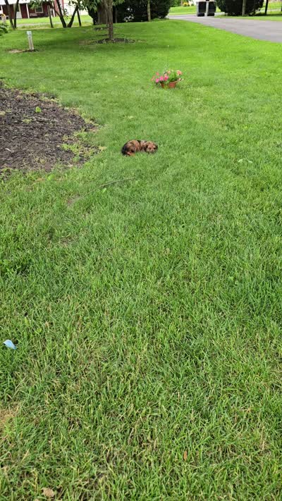 Affogato, a male Miniature Dachshund for sale in Goshen, IN – 6 of 6