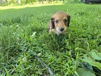 Deacon, a male Miniature Dachshund for sale in Goshen, IN – 3 of 7