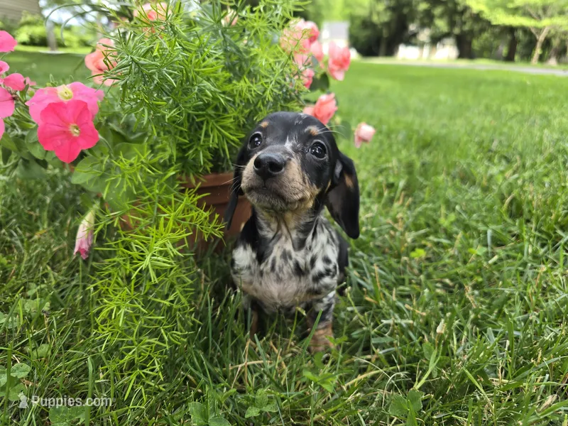 Espresso – Miniature Dachshund puppy for sale in Goshen, IN