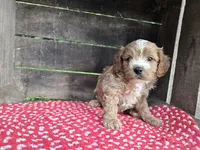 Hollyhock, a female Cavapoo for sale in Goshen, IN – 4 of 5