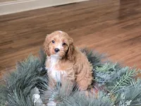 Rose, a female Cavapoo for sale in Goshen, IN – 5 of 7