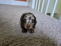Mitzi, a female Miniature Dachshund for sale in Goshen, IN – 3 of 5