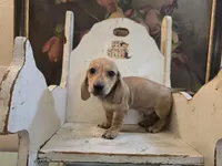 Whiskey, a male Miniature Dachshund for sale in Goshen, IN – 4 of 4