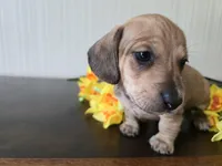 Whiskey, a male Miniature Dachshund for sale in Goshen, IN – Photo 3 of 5