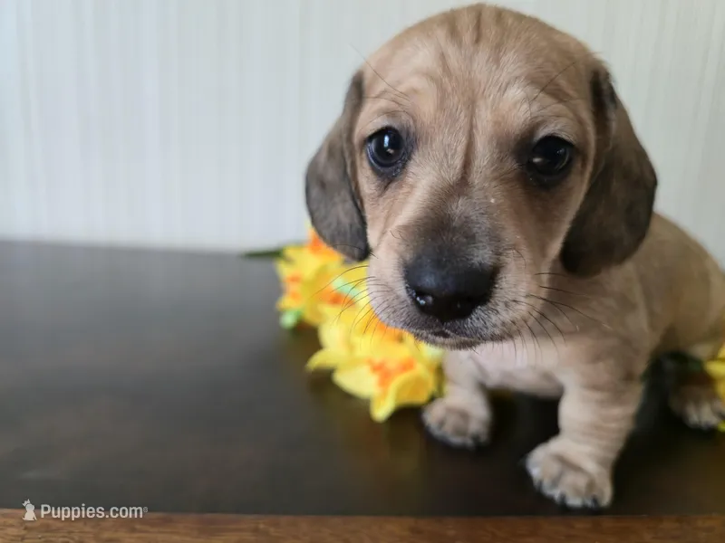 Whiskey – Miniature Dachshund puppy for sale in Goshen, IN