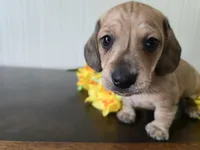 Whiskey, a male Miniature Dachshund for sale in Goshen, IN – Photo 1 of 5