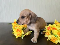 Whiskey, a male Miniature Dachshund for sale in Goshen, IN – Photo 4 of 5