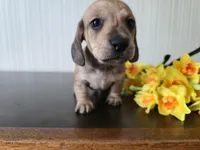Whiskey, a male Miniature Dachshund for sale in Goshen, IN – Photo 2 of 5