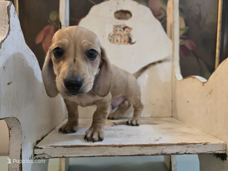Whiskey – Miniature Dachshund puppy for sale in Goshen, IN