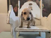 Whiskey, a male Miniature Dachshund for sale in Goshen, IN – 2 of 4