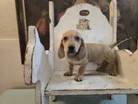 Whiskey, a male Miniature Dachshund for sale in Goshen, IN – 3 of 4