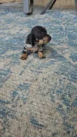 Espresso, a female Miniature Dachshund for sale in Goshen, IN – 2 of 5