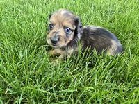 Affogato, a male Miniature Dachshund for sale in Goshen, IN – 4 of 5