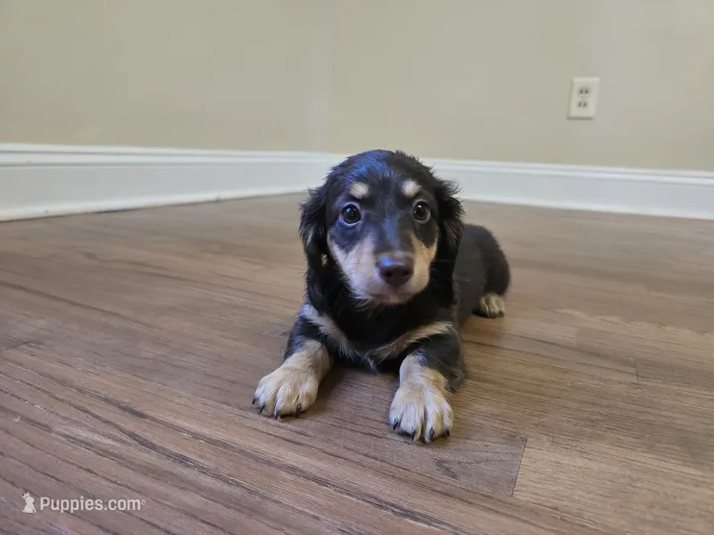 Gilbert – Miniature Dachshund puppy for sale in Goshen, IN