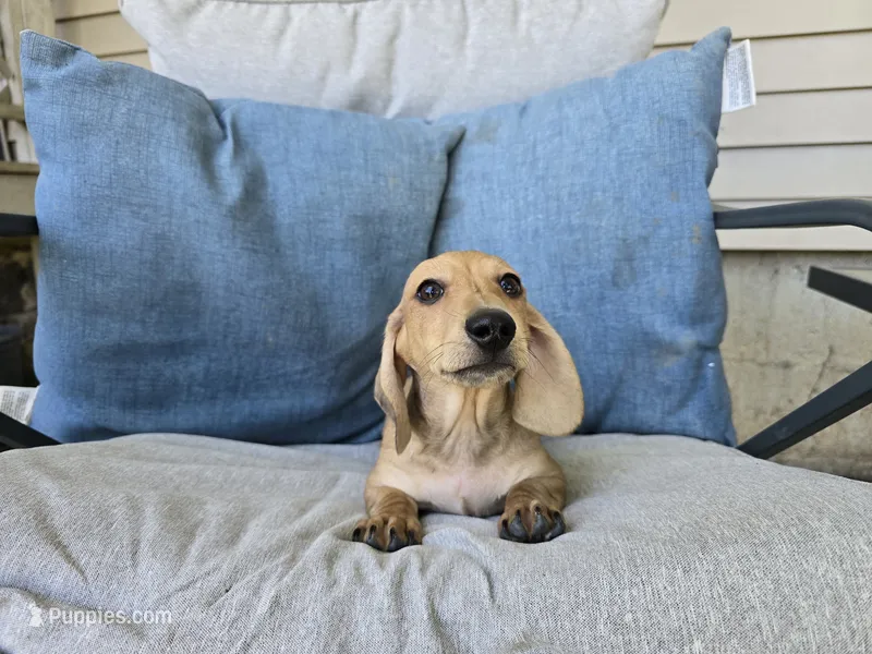 Whiskey – Miniature Dachshund puppy for sale in Goshen, IN